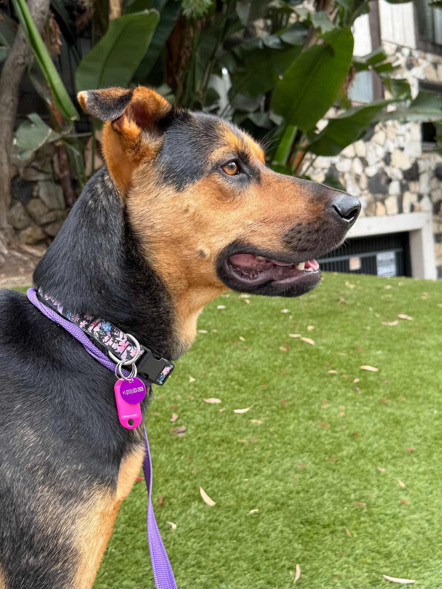 Linda, a Adoptable mixed breed in West Hollywood, CA image 4/6