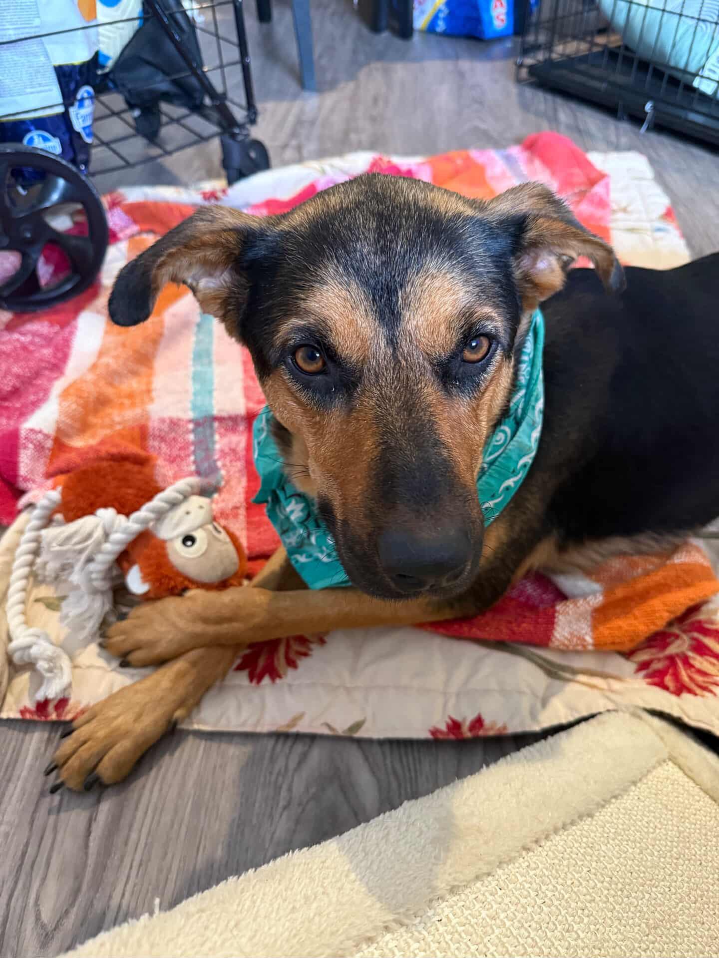 Linda, a Adoptable mixed breed in West Hollywood, CA image 5/6