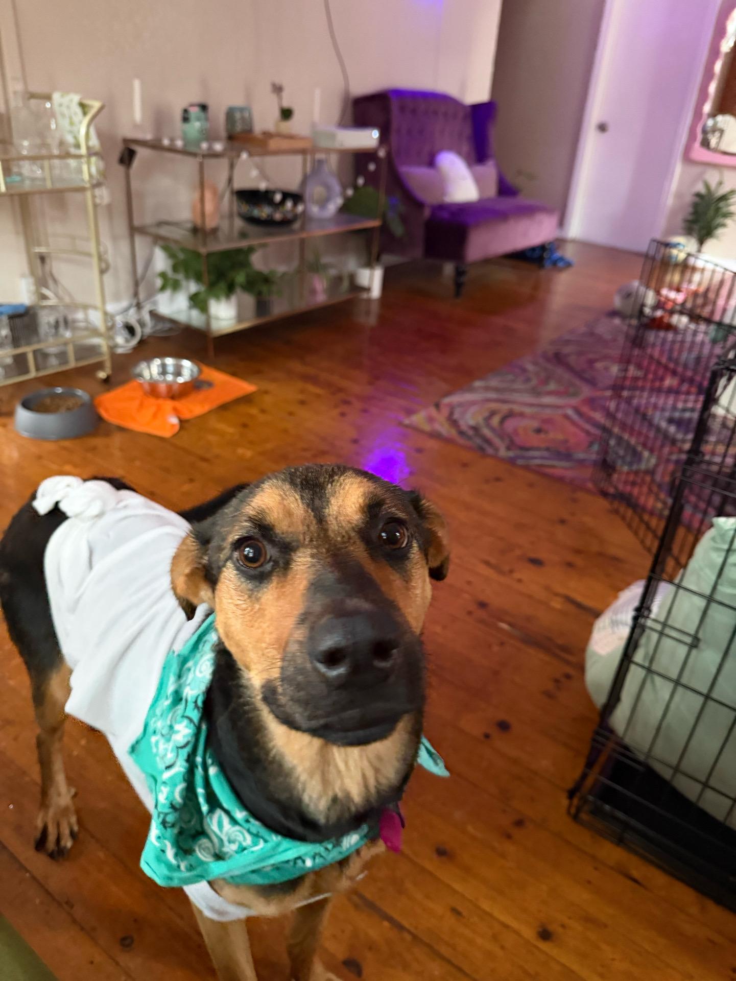 Linda, a Adoptable mixed breed in West Hollywood, CA image 6/6