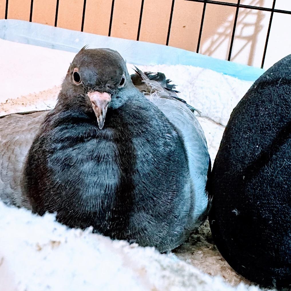 Enlarge Crash, a Adoptable Pigeon in Chicago, IL image 1/3