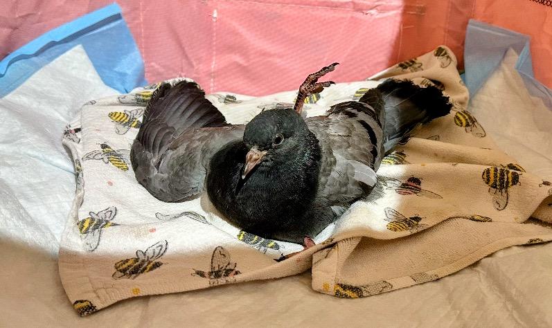 Enlarge Crash, a Adoptable Pigeon in Chicago, IL image 2/3