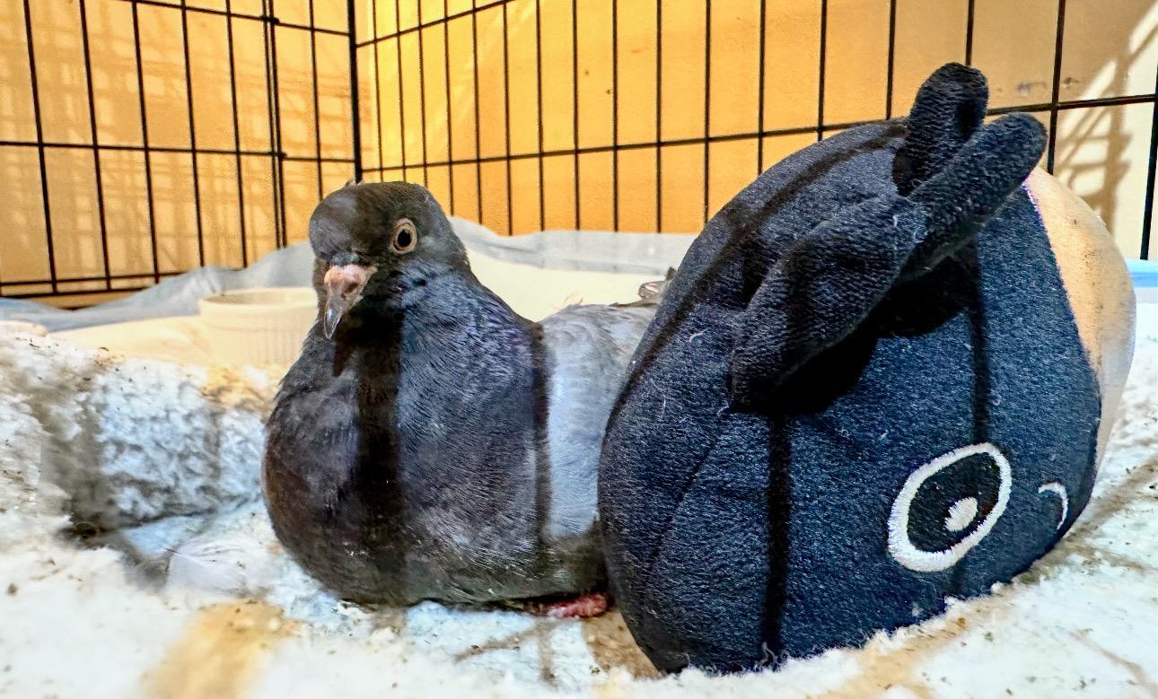 Enlarge Crash, a Adoptable Pigeon in Chicago, IL image 3/3