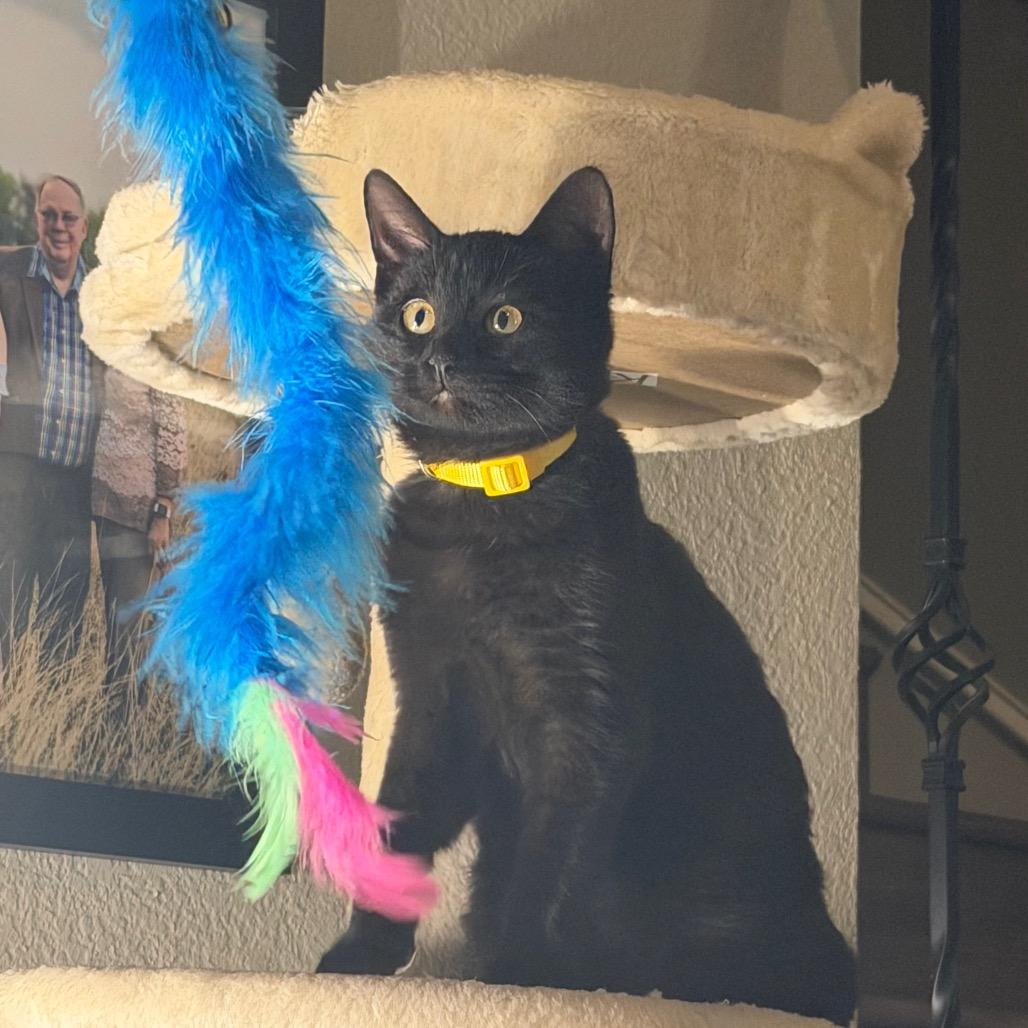 Enlarge Biscuits, a Adoptable Domestic Short Hair in Flower Mound, TX image 1/6