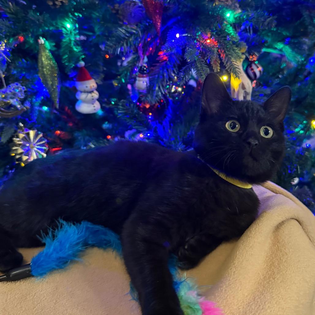 Enlarge Biscuits, a Adoptable Domestic Short Hair in Flower Mound, TX image 3/6