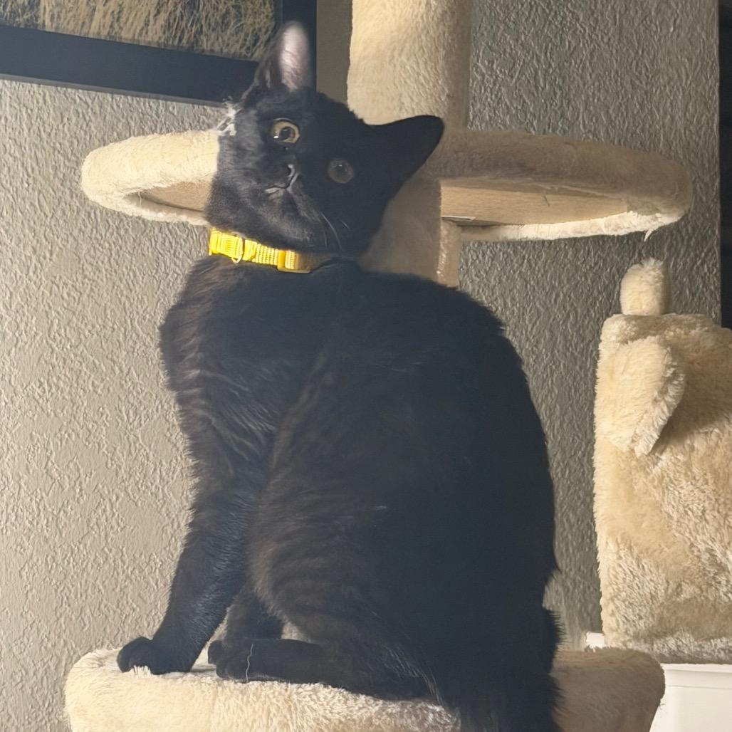 Enlarge Biscuits, a Adoptable Domestic Short Hair in Flower Mound, TX image 4/6