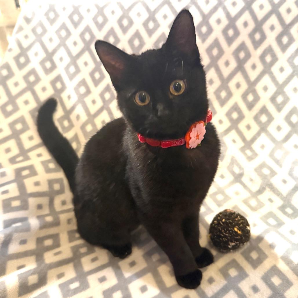 Enlarge Biscuits, a Adoptable Domestic Short Hair in Flower Mound, TX image 5/6