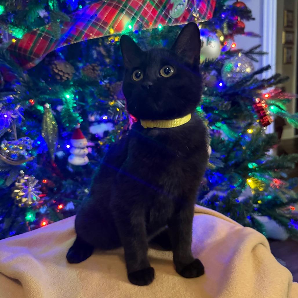 Enlarge Biscuits, a Adoptable Domestic Short Hair in Flower Mound, TX image 6/6