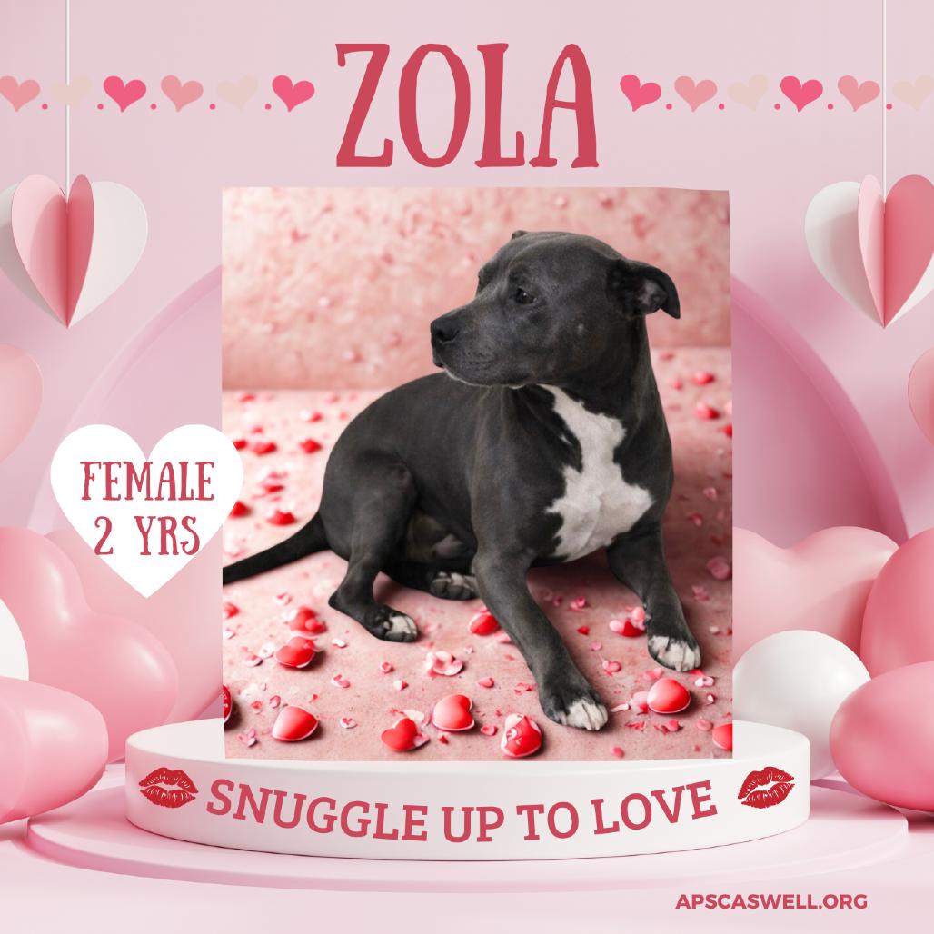 Zola 26-0055, Adoptable, Adult Female Mixed Breed.
