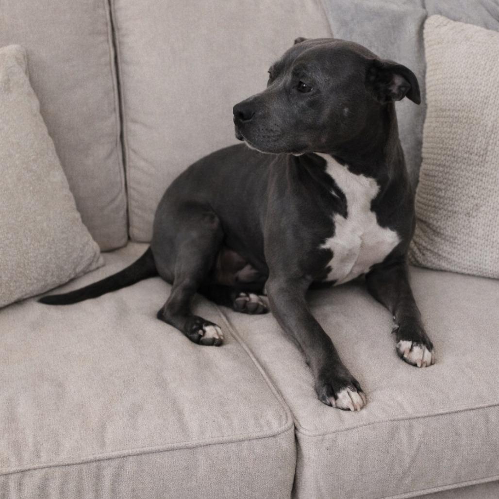 Enlarge Zola 26-0055, a Adoptable Mixed Breed in Yanceyville, NC image 2/2