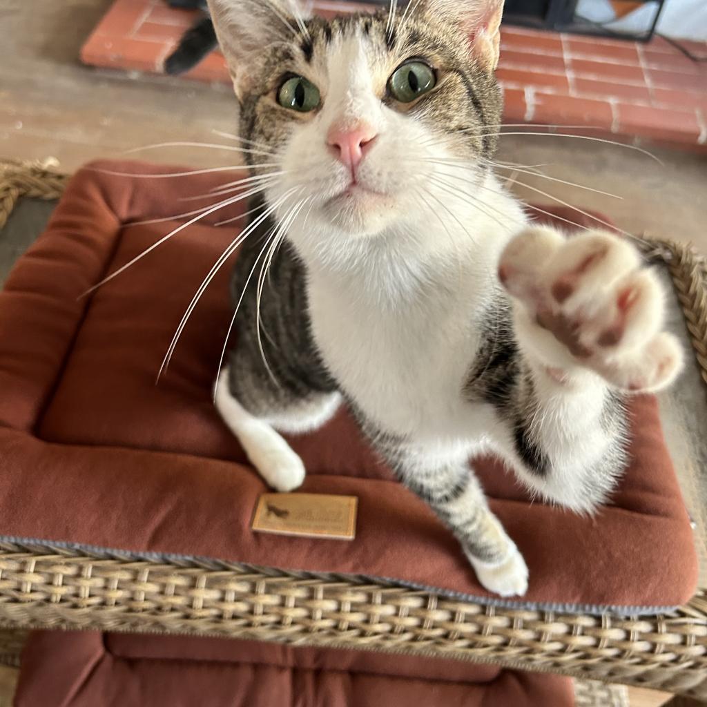 Pepper, Adoptable, Adult Male Domestic Short Hair.