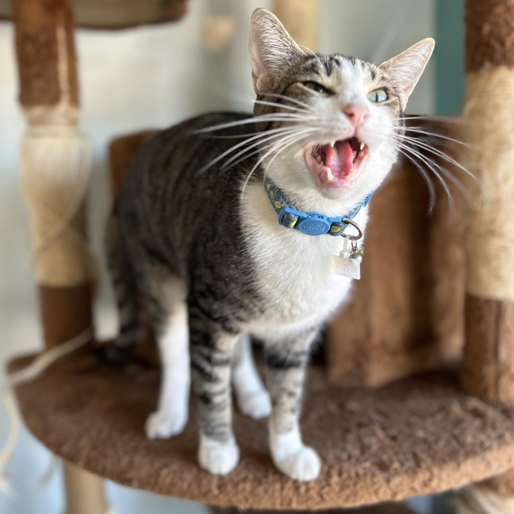 Enlarge Pepper, a Adoptable Domestic Short Hair in Brawley, CA image 3/4