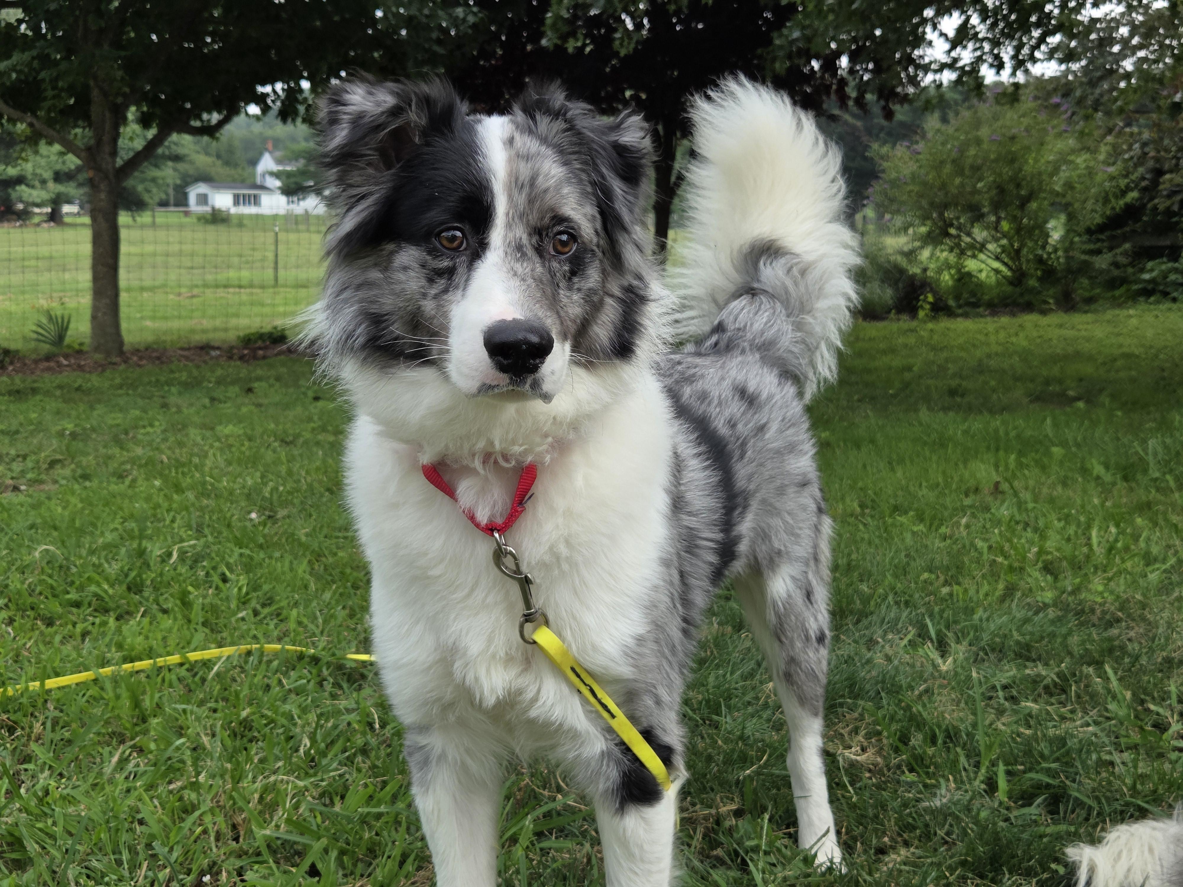 Ryder, Adoptable, Adult Male Border Collie.