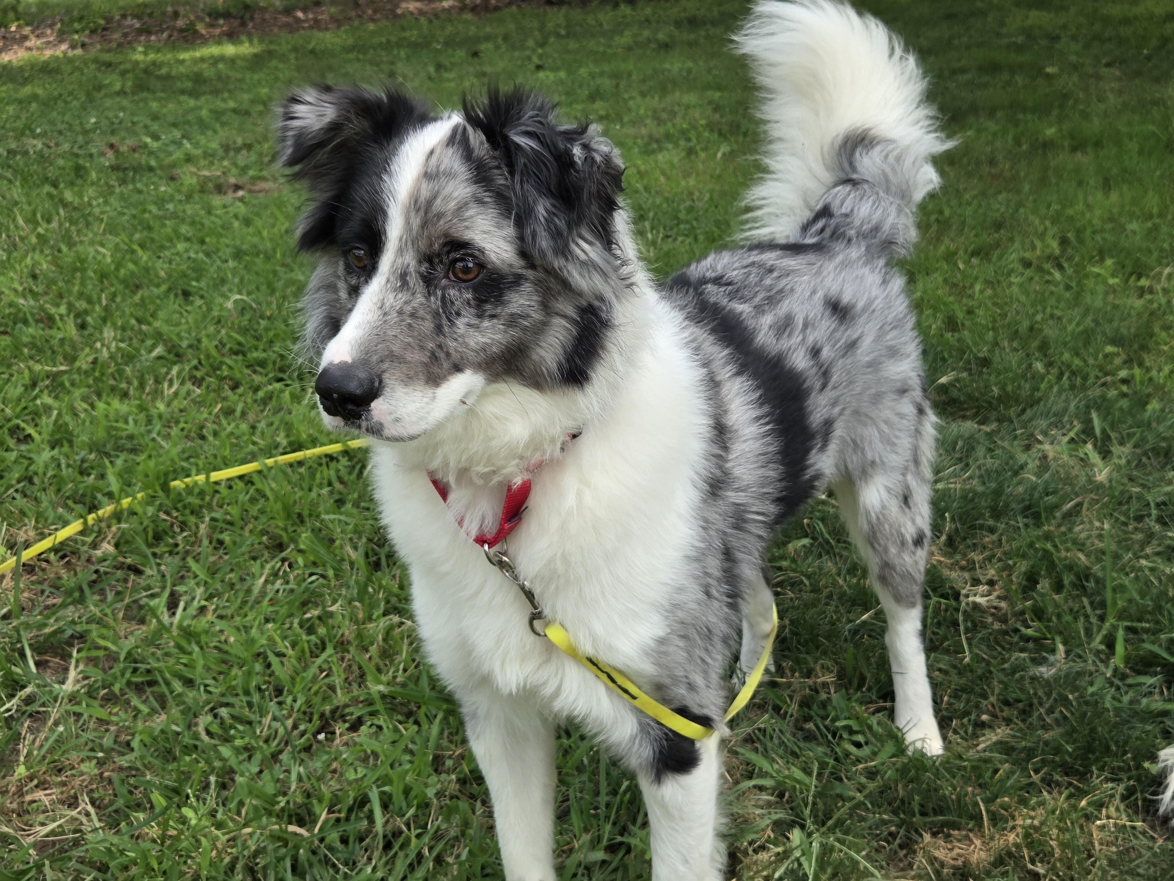 Enlarge Ryder, a Adoptable mixed breed in Chestertown, MD image 2/3