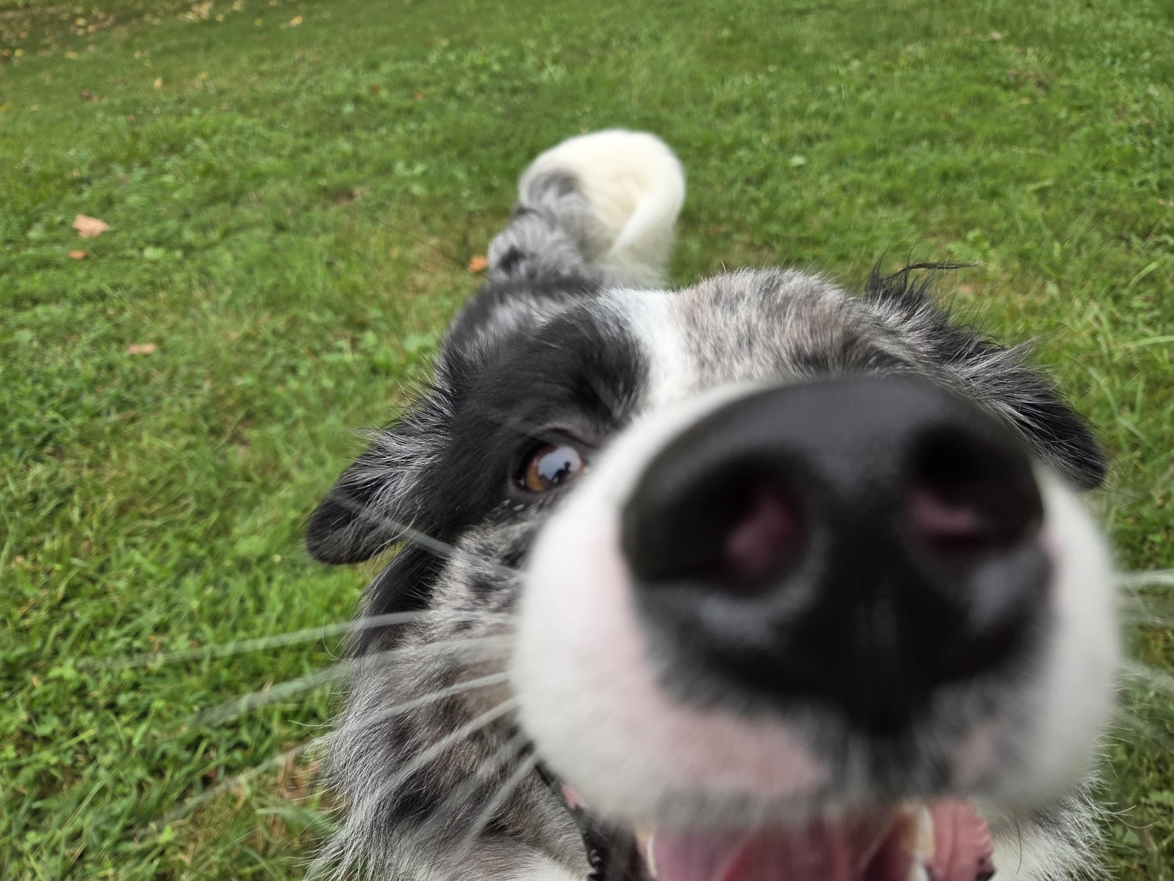 Enlarge Ryder, a Adoptable mixed breed in Chestertown, MD image 3/3