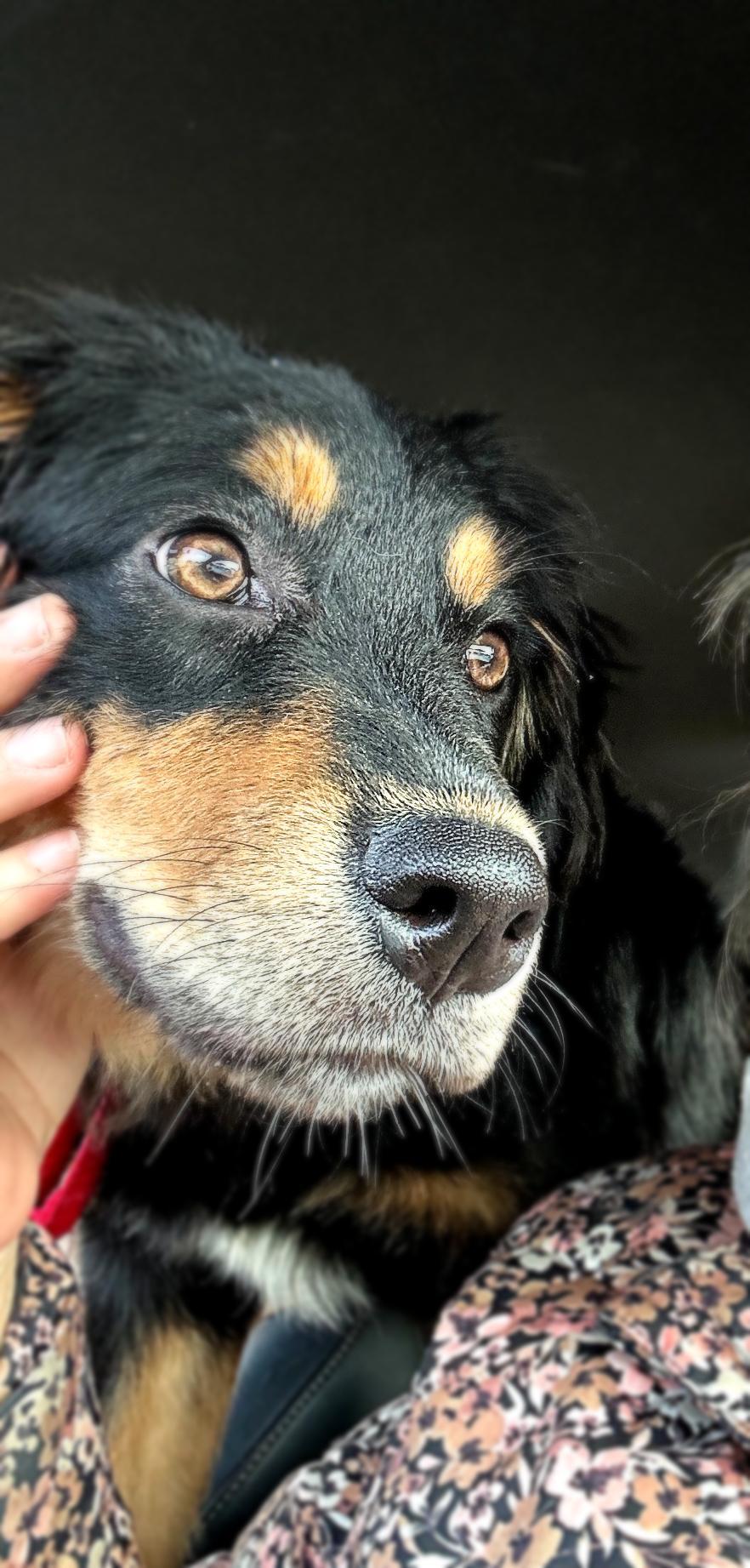 Enlarge Joplin, a Adoptable mixed breed in Pembroke, MA image 3/5