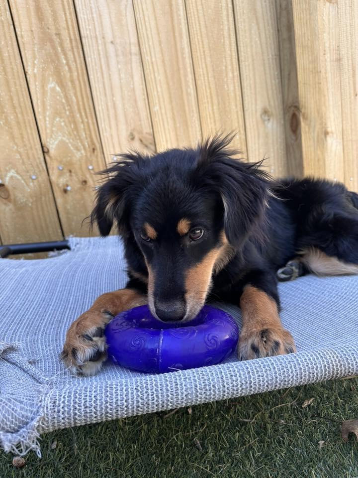 Enlarge Joplin, a Adoptable mixed breed in Pembroke, MA image 4/5
