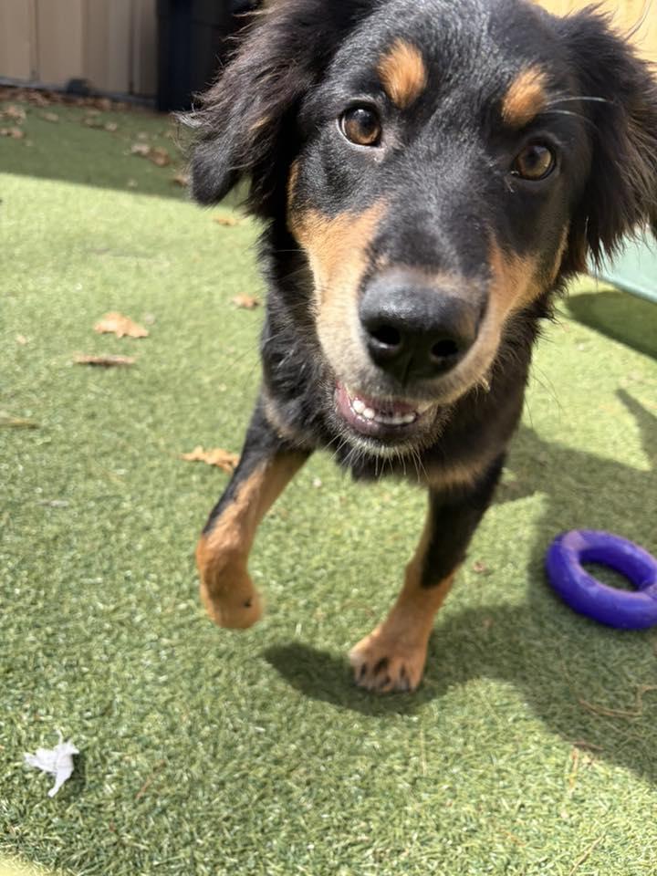 Joplin, Adoptable, Puppy Female Australian Shepherd.
