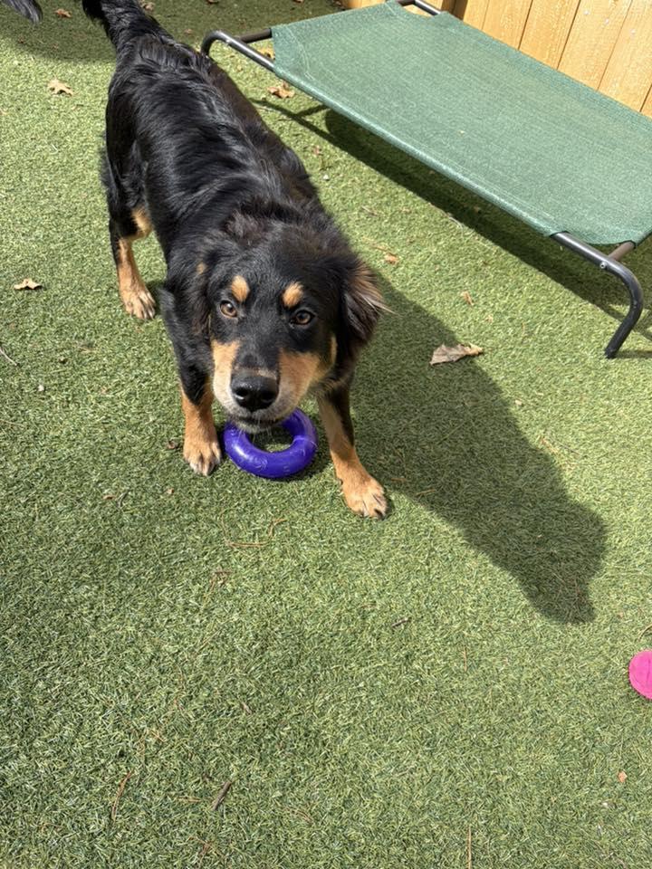 Enlarge Joplin, a Adoptable mixed breed in Pembroke, MA image 5/5