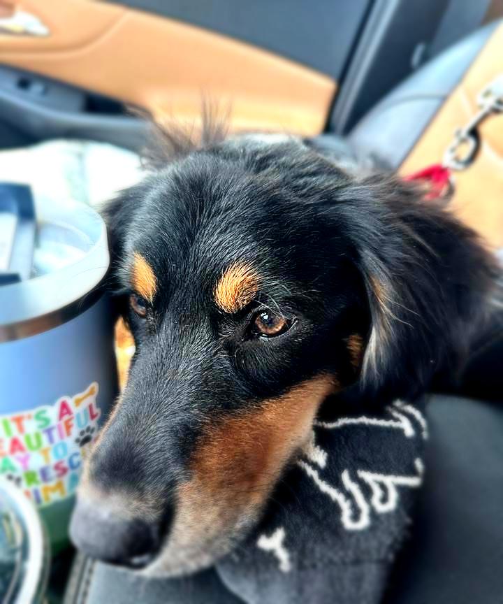 Enlarge Joplin, a Adoptable mixed breed in Pembroke, MA image 2/5