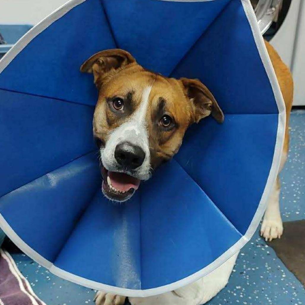 Diesel, a Adoptable mixed breed in Mooresville, NC image 2/3