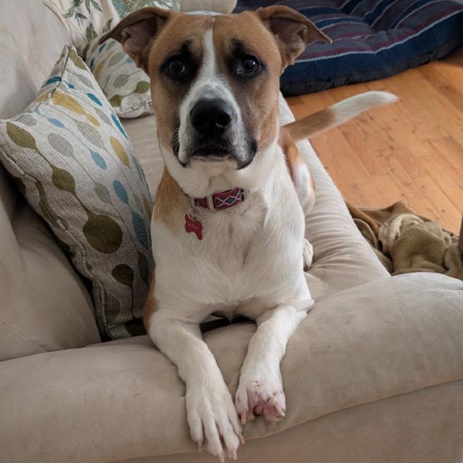 Diesel, a Adoptable mixed breed in Mooresville, NC image 3/3