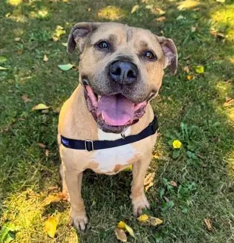 Enlarge Rue ICD-108-25, a Adoptable mixed breed in Coupeville, WA image 1/6