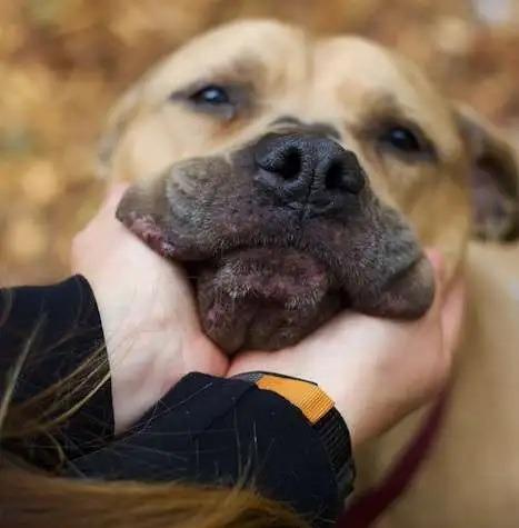 Enlarge Rue ICD-108-25, a Adoptable mixed breed in Coupeville, WA image 2/6