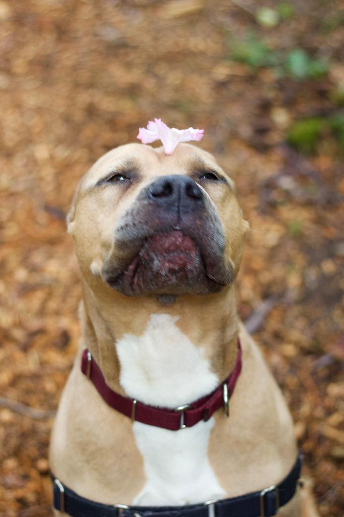 Enlarge Rue ICD-108-25, a Adoptable mixed breed in Coupeville, WA image 3/6