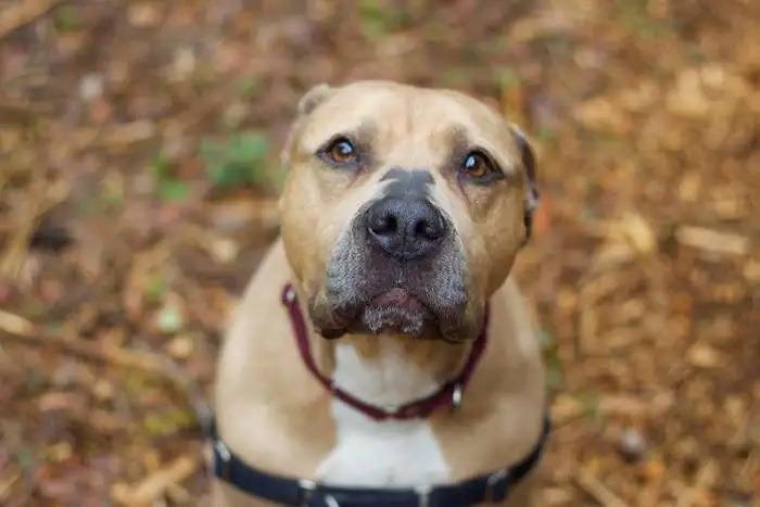 Enlarge Rue ICD-108-25, a Adoptable mixed breed in Coupeville, WA image 4/6