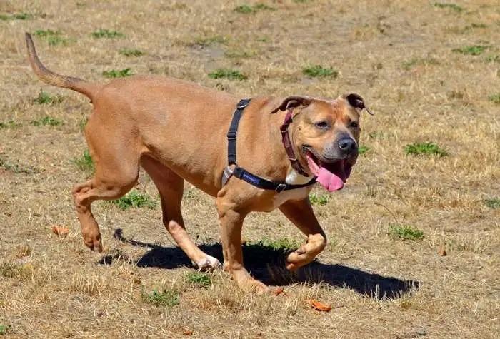 Enlarge Rue ICD-108-25, a Adoptable mixed breed in Coupeville, WA image 5/6