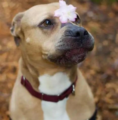 Enlarge Rue ICD-108-25, a Adoptable mixed breed in Coupeville, WA image 6/6