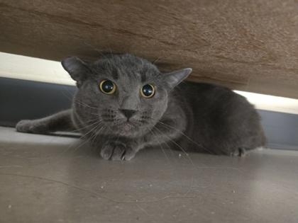 Kernel OF64 -Barn Cat, Adoptable, Adult Male Domestic Short Hair & Domestic Short Hair.