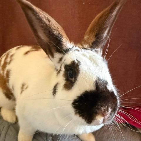 Georgie Kerry Berry, a Adoptable mixed breed in Portland, OR image 2/4