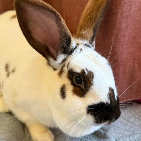 Georgie Kerry Berry, a Adoptable mixed breed in Portland, OR image 3/4
