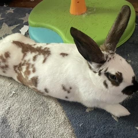 Georgie Kerry Berry, a Adoptable mixed breed in Portland, OR image 4/4