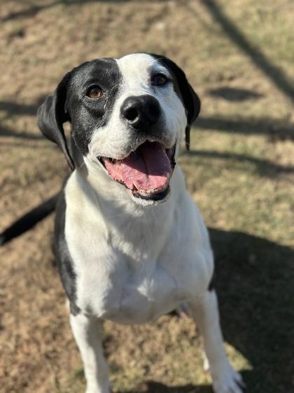Bubba, a Adoptable mixed breed in Irving, TX image 1/2