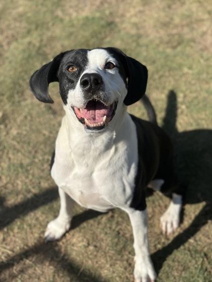 Bubba, a Adoptable mixed breed in Irving, TX image 2/2