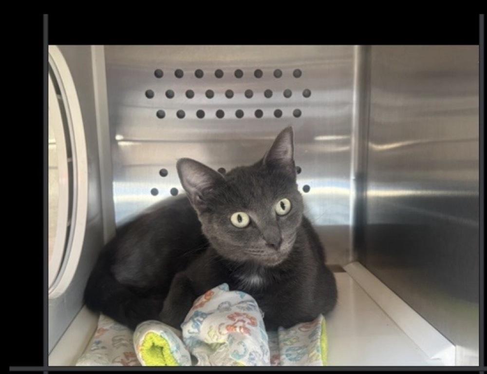 Enlarge Snuggles, a Adoptable mixed breed in Lafayette, CO image 1/1
