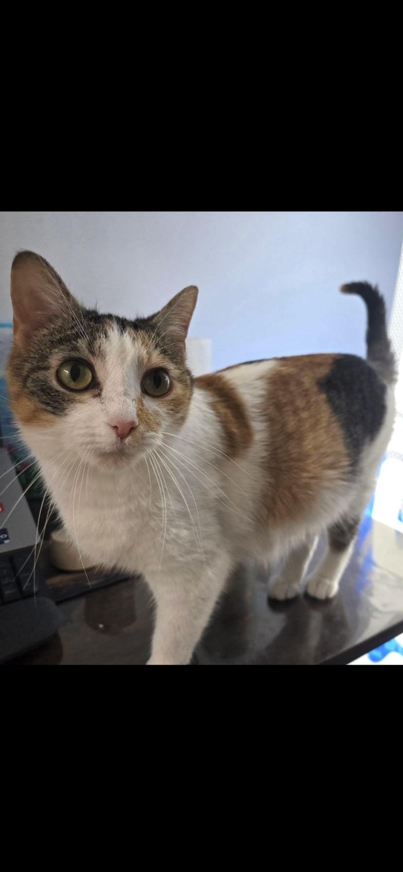 Enlarge Kiki, a Adoptable Calico in Midland, MI image 4/5