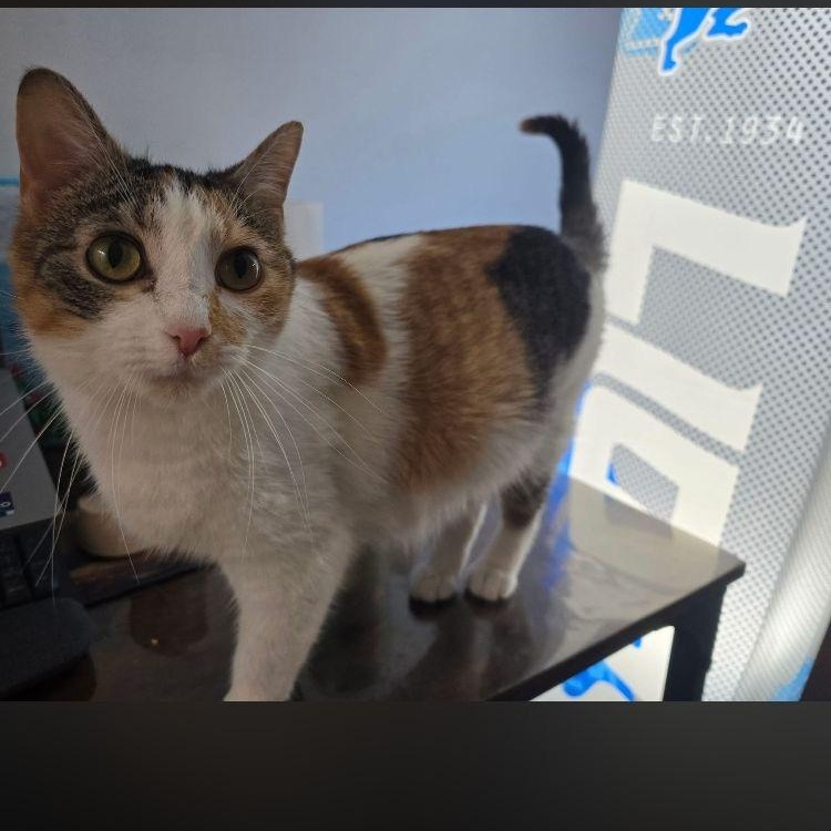 Enlarge Kiki, a Adoptable Calico in Midland, MI image 2/3
