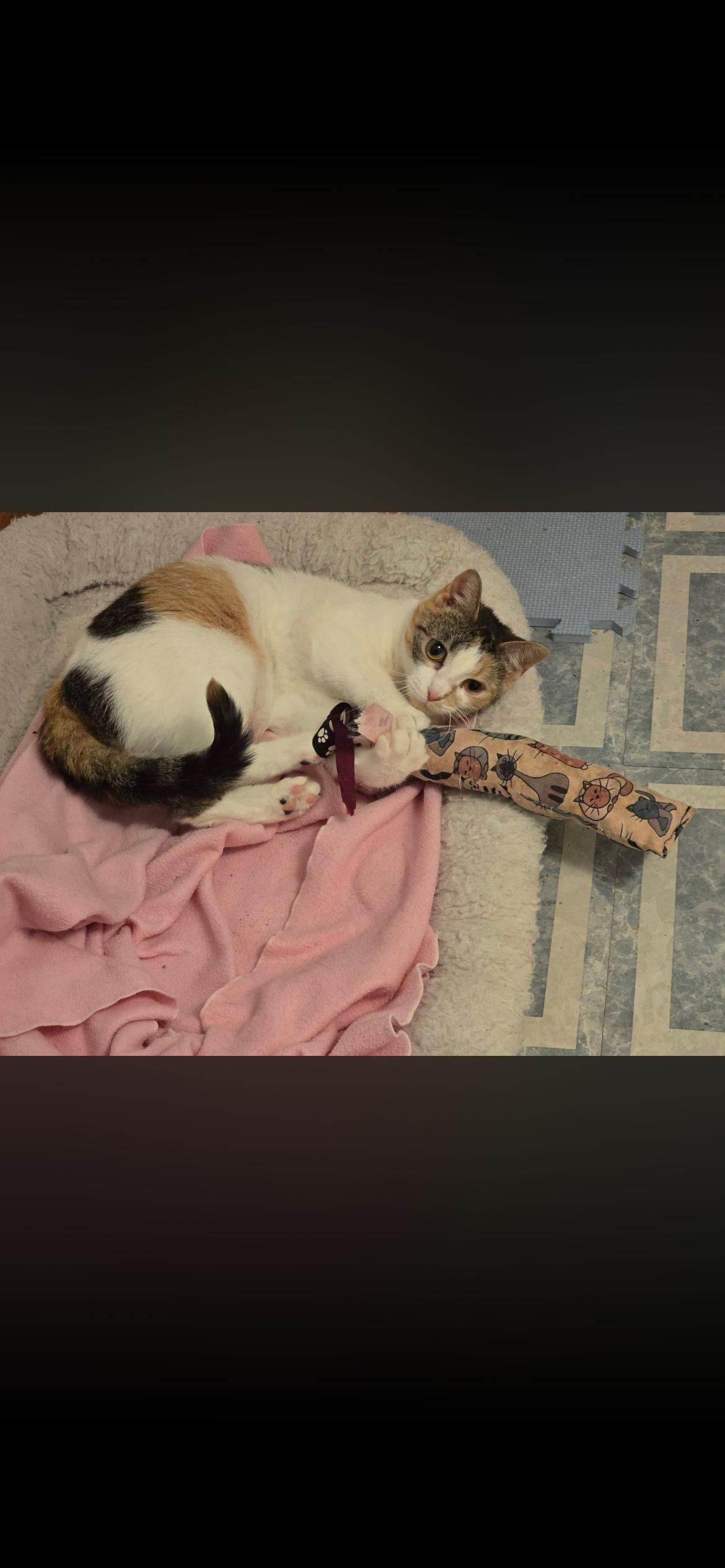 Enlarge Kiki, a Adoptable Calico in Midland, MI image 2/5