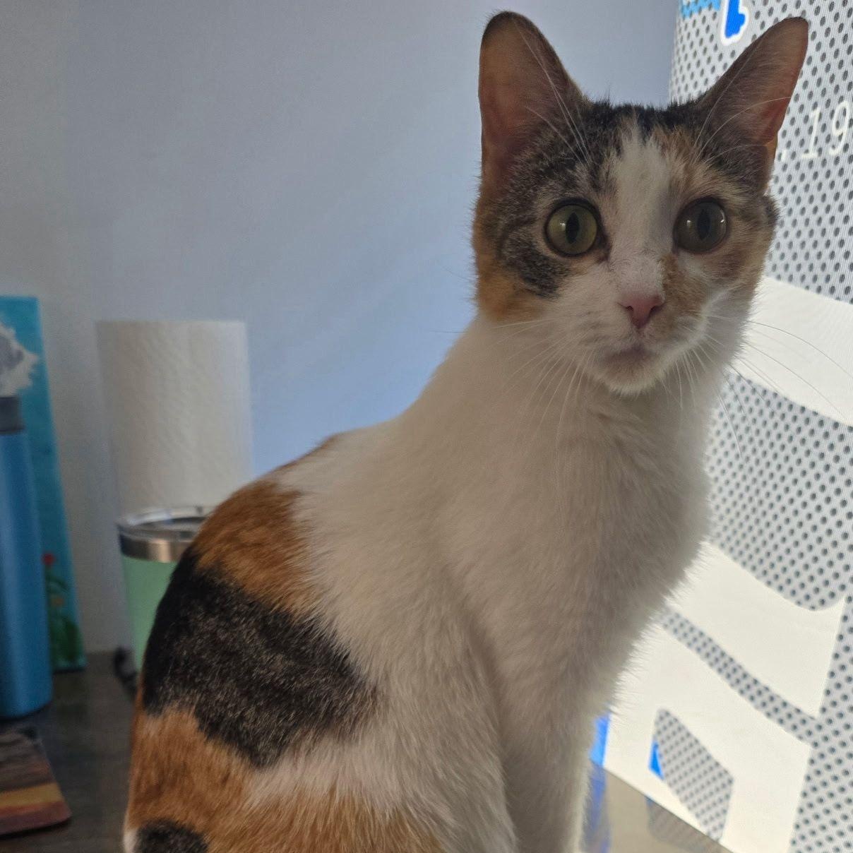 Kiki, Adoptable, Young Female Calico.