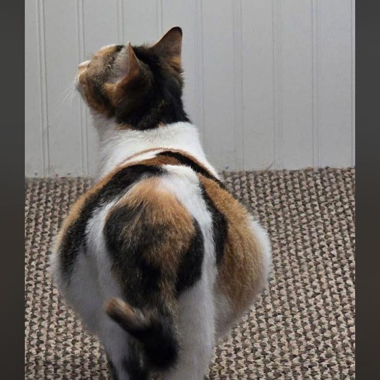 Enlarge Kiki, a Adoptable Calico in Midland, MI image 3/3