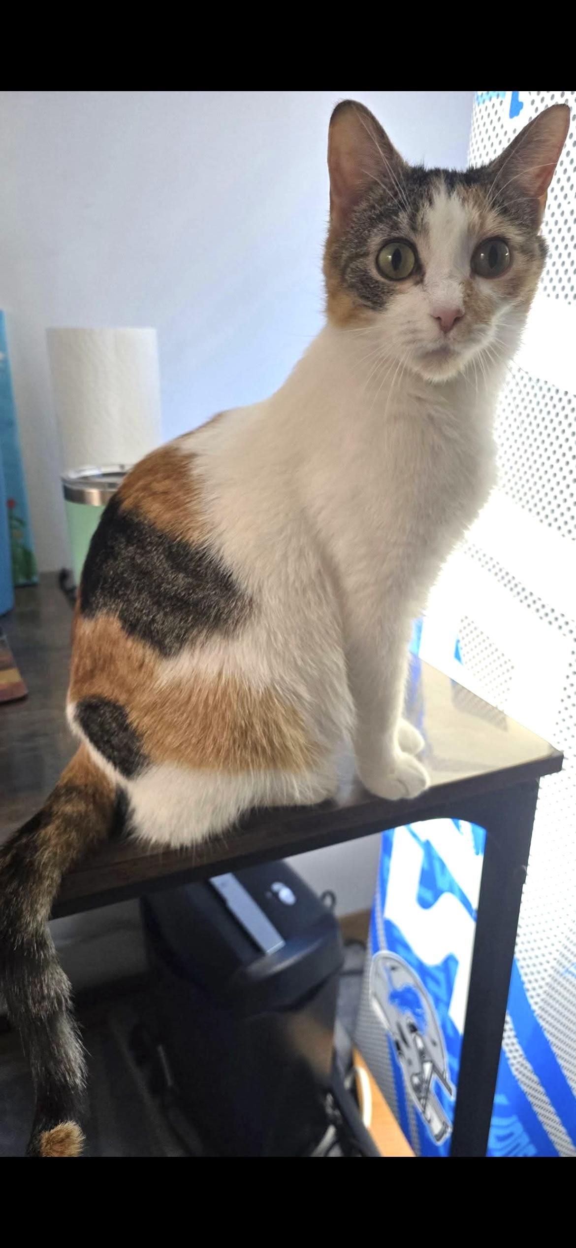 Enlarge Kiki, a Adoptable Calico in Midland, MI image 5/5