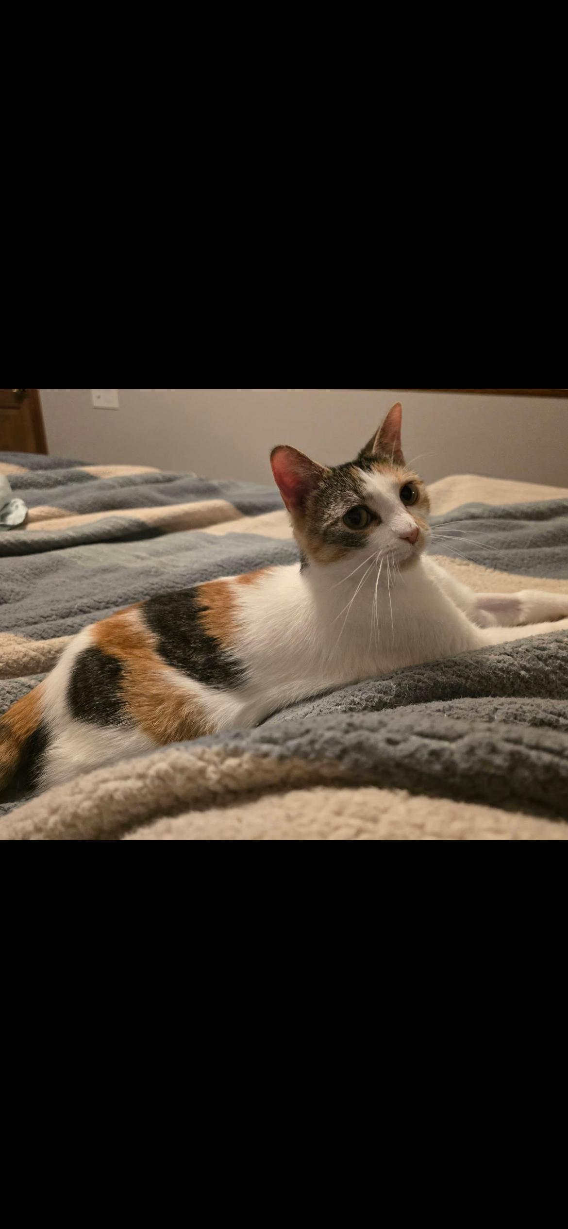 Kiki, Adoptable, Young Female Calico.