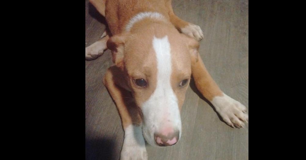 Enlarge Phoenix, a Adoptable mixed breed in Bremen, OH image 1/1