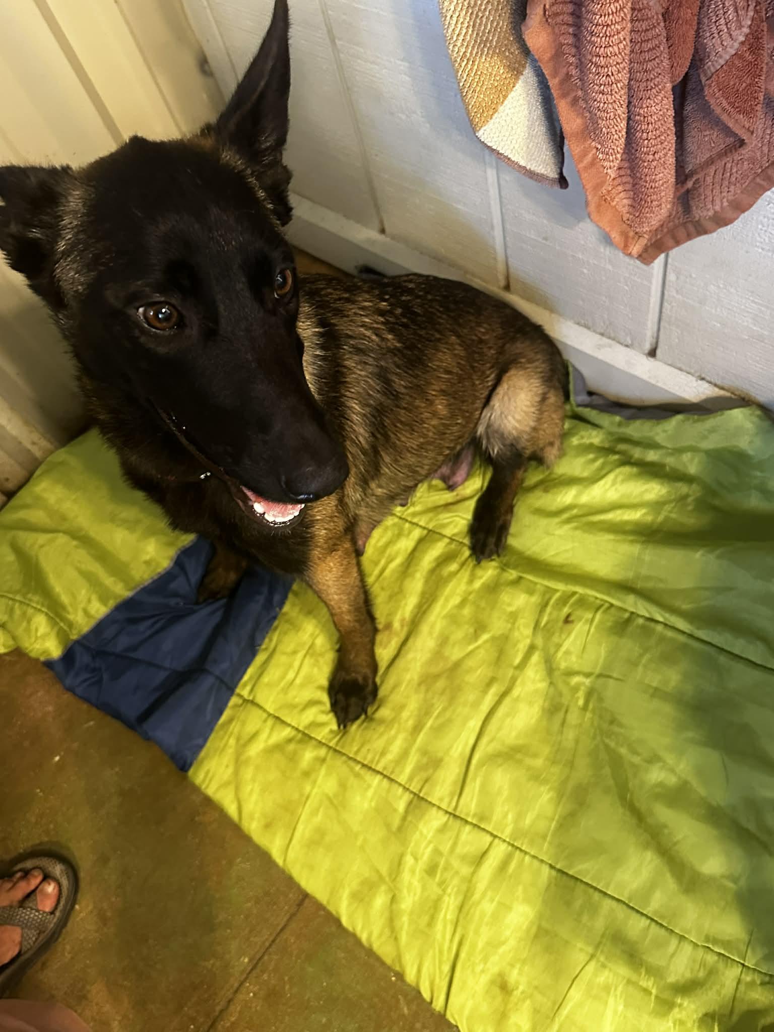 Kiska, an adopted Belgian Shepherd / Malinois in Lockhart, TX image 6/6