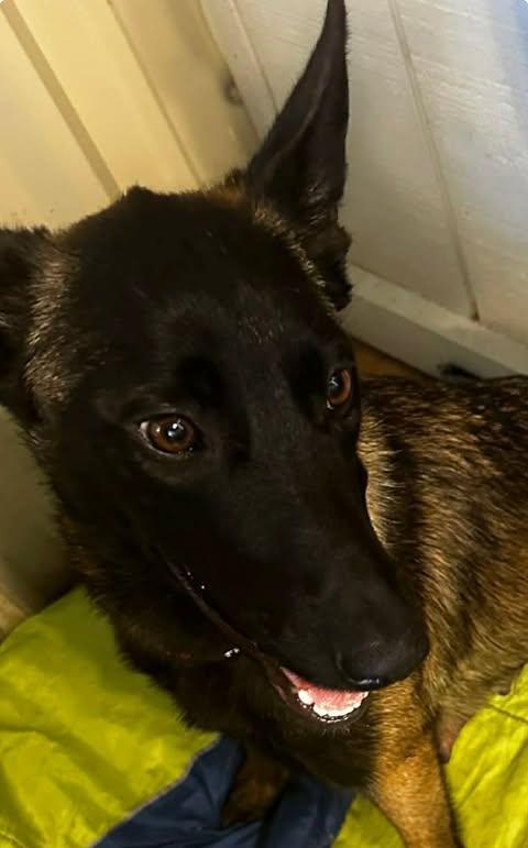 Kiska, an adopted Belgian Shepherd / Malinois in Lockhart, TX image 5/6