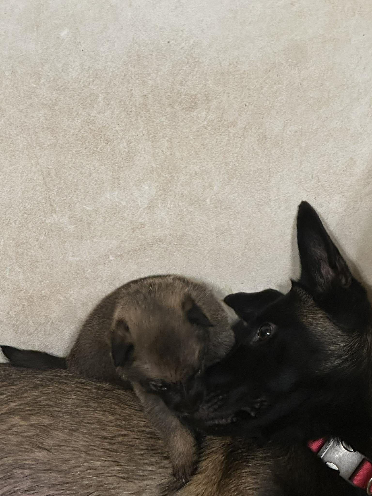 Kiska, an adopted Belgian Shepherd / Malinois in Lockhart, TX image 3/6