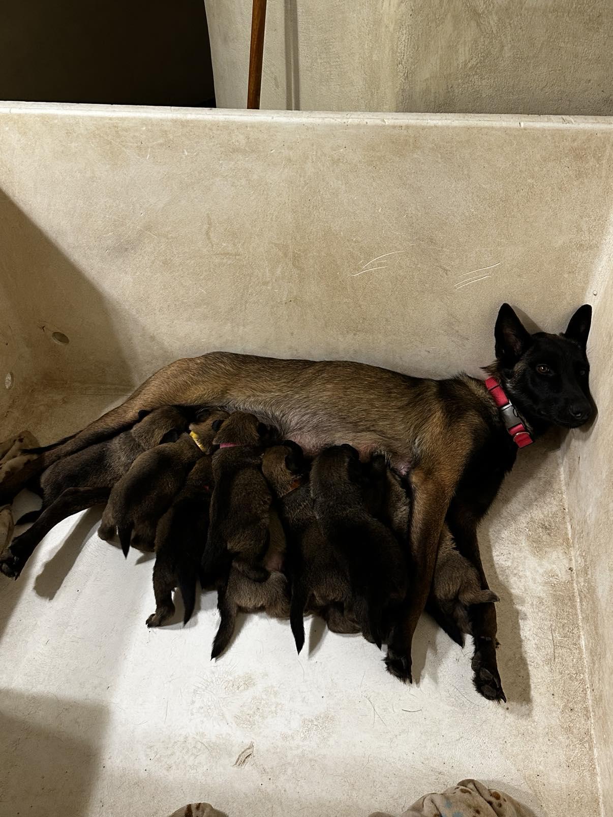 Kiska, an adopted Belgian Shepherd / Malinois in Lockhart, TX image 4/6